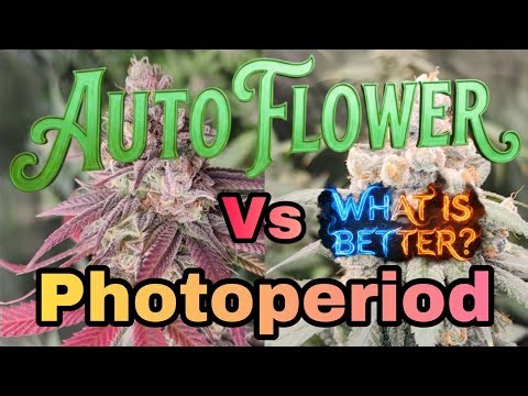 AutoFlower vs Photoperiod What is Better?