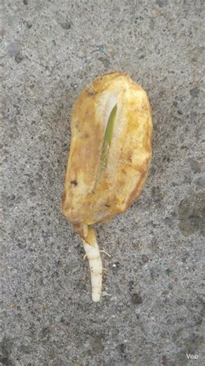 𝗠𝗔𝗡𝗚𝗢 𝗦𝗘𝗘𝗗 𝗚𝗘𝗧𝗠𝗜𝗡𝗔𝗧𝗜𝗢𝗡 #mango #seeds #germination