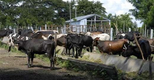 More than 180,000 illegalities detected in livestock farming in Cuba: These are the main irregularities