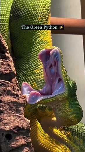 Green python opening mouth 😳 #shorts #python #snake #wildlife