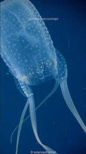 Australian Box Jellyfish | The Deadly Beauty of the Ocean