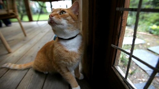 'Cat Tracker' study shows where pet cats go when they're outside