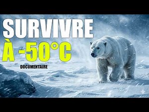 How Does the Polar Bear Survive the Arctic Hell? (Documentary)