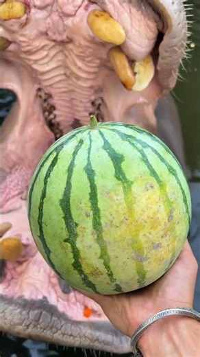 Poor Hippo Opened His Mouth for THIS?!🤣🍉