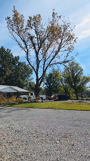 The coolest Beaver around 😎😊 918-630-6388 fully insured reliable tree service 🦫 #BeaverTime #beavertreeservice #fallbeaver #treeservice #fallcolors #pruningseason #Oklahoma #autumnvibes #Hazard | Beaver Landscape