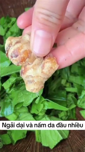 Wild mugwort for treating skin diseases #traditionalremedies