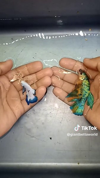 @giantbettaworld_collection on TikTok