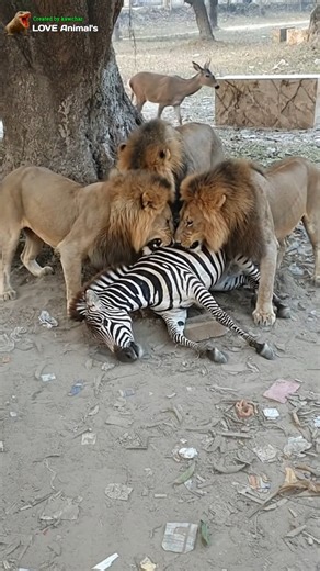 Lion brackfast eat zebra ssjro 😲😳😪🤔🤔😱 #animals #shorts #amazing #fblifestyle | Love Animal's
