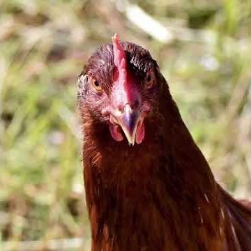 Talking Chicken - Brenda - When Chickens Talk