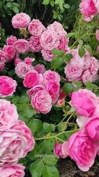 Pomponella and Angela roses from Kordes 🌹🌹🌹 #rose