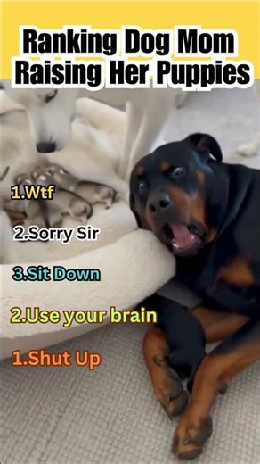 Ranking Dog Mom Raising Her Puppies #shorts