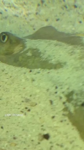 52K views · 112 reactions | After months of suspense and anticipation for stingray babies in Hendersonville, News 13 has confirmed Charlotte the stingray is not currently pregnant. THE LATEST: https://bit.ly/3R4zDcM | WLOS ABC 13 | Facebook
