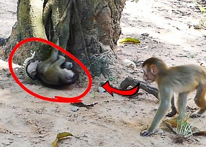 446K views · 2.7K reactions | Very Sadness to Baby Jandy Don't Know What Happened to Her Why She Stay Over There Can Not Move Out and Sister Angel Try to Help and Run to Tell Mum Very Fast | Monkey Family | Facebook