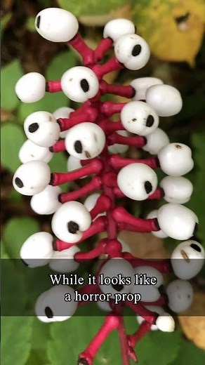 This wildflower is watching you 👁️ #PlantFacts