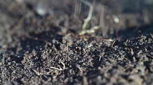 farmer collecting soil samples in a test tube in a field. Agronomist checking soil carbon and plant health on a farm