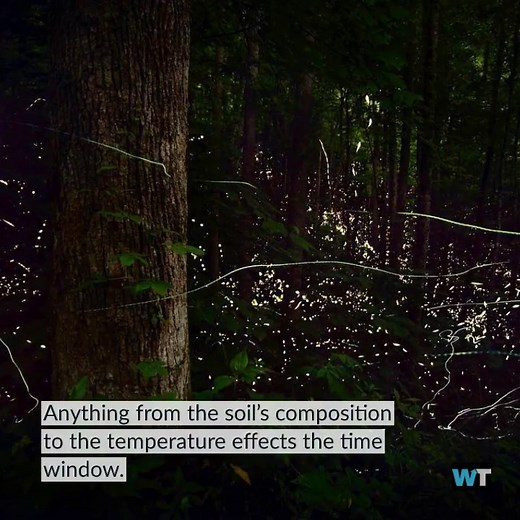 Synchronous Fireflies Are About to Light Up the Sky