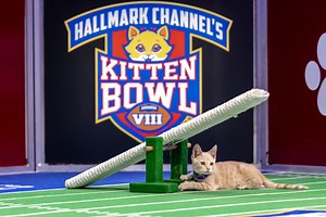 Kitten Bowl 2022: Why Hallmark Canceled Feline Football Game Before Super Bowl