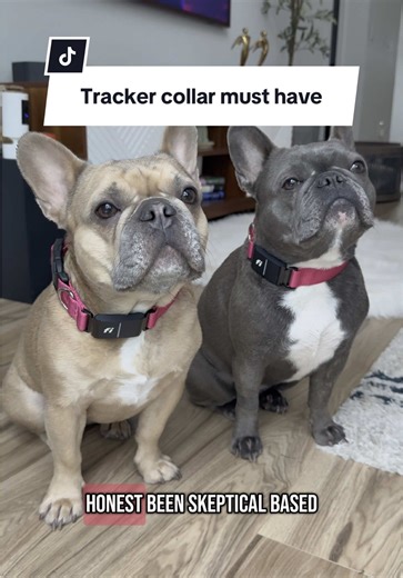 Top Pet Safety with Fi Smart Dog Collar Review