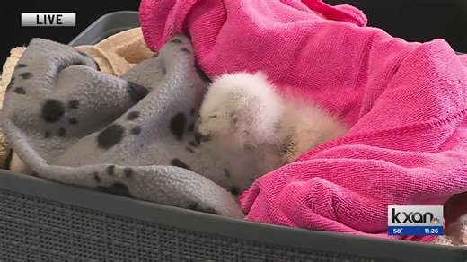 Athena’s 2nd owlet found alive, taken for rehabilitation outside of Austin