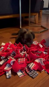 2.5K views · 584 reactions | Magpie ❤️ She loves her enrichment...