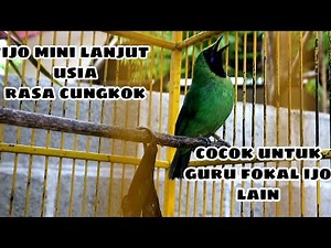burung cucak ijo mini full isian' cocok untuk masteran ijo lain