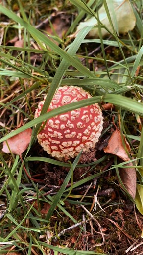 28K views · 1.1K reactions | The Magic of Autumn | Tales of the old forest faeries | Facebook