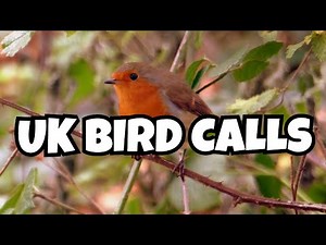 Learn to Identify 12 UK Bird Songs: A Beginner's Guide