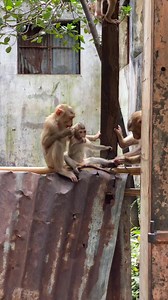 151K views · 1K reactions | Poor baby monkey   mother monkey take care newborn in morning #reel #reels #monkeys #viralmonkeysvideo #reelsvideo #monkeybaby | Baby Life Monkeys | Facebook