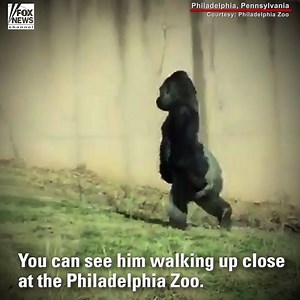 729K views · 8.8K reactions | An 18-year-old gorilla at the...