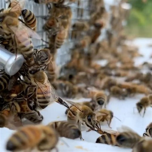 Hurry up spring #nature #animals #bees #weather