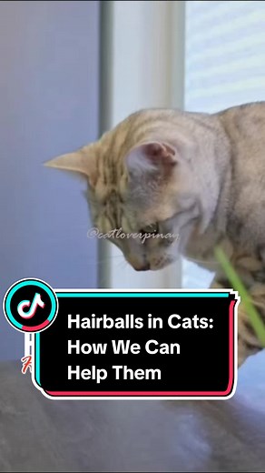 Effective Hairball Remedies for Cats