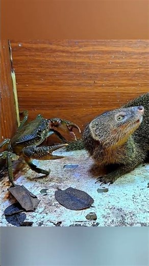 The Mongoose Wanted Lunch, But the Crab Had Other Plans! 😂🦝🦀
