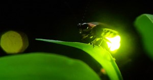 A New Explanation for How Fireflies Flash in Sync