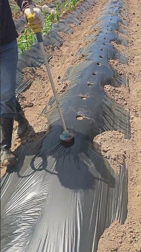 How to Perfectly Make Planting Holes, Water, and Rooting Agent All at Once When Planting Chili Pe...