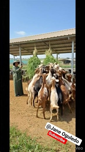 The Kind of Alertness You Should Look Out For✍: Section 2 Checklist of Selecting Healthy Goat #funny