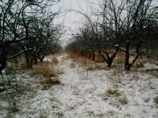 Slowcore Music Recommendations for Nature Lovers