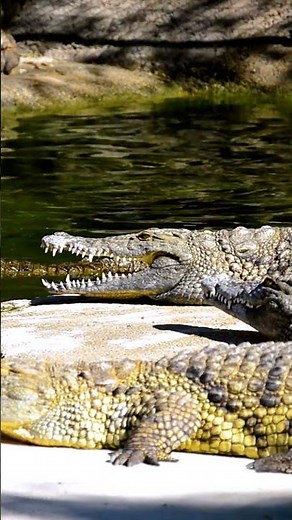 Epic Crocodile Moments in Wild