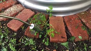 Weed Killer Hot Devil Grass Shrub Garden Kill Burner Butane Gas Torch