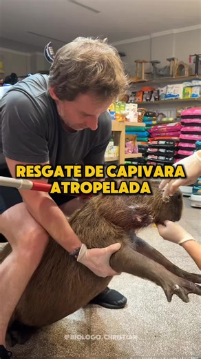 Caring for Capybaras: Human Interaction and Support
