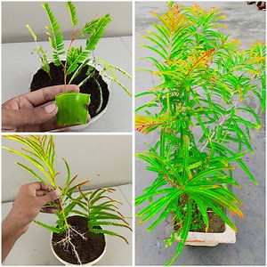 How to grow Amla tree From cutting.Propagating amla/gooseberry tree cutting | Rana Craft