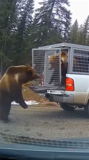 Mother Bear Smashes Pickup Cage to Free Her Cub