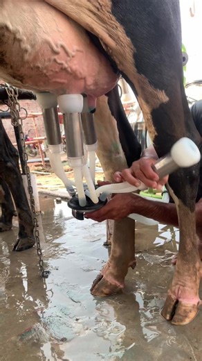 barkatdairyfarm on TikTok