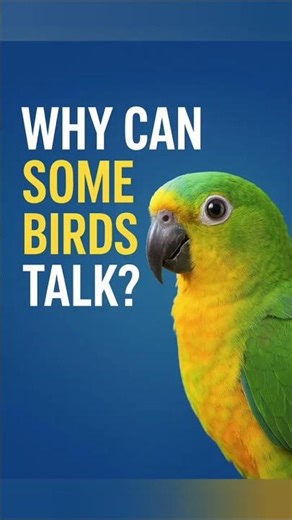 Why Can Some Birds Talk? The Secret Behind Their “Voice”!#shorts