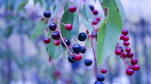 10 Lesser-Known Fruits from the Pacific Northwest