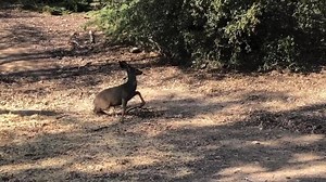 6.9K views · 17 reactions | California Department of Fish and Wildlife on Reels | Facebook