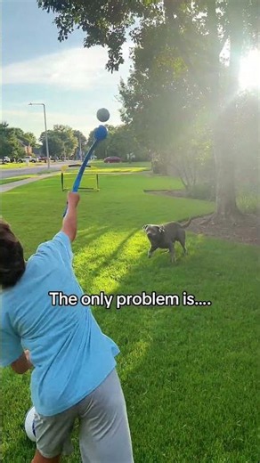 The sun goes down, the ball comes out. The perfect evening for Hank the Doofus.🎾🐾