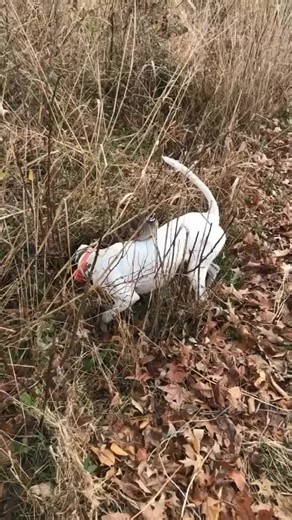 He’s so close, the dogs can literally feel it. 🎥: @haphazardhappening #UplandHunting #GoodDog #Hunting #FieldandStream