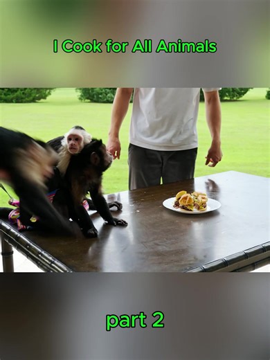 I Cook for All Animals - part 2 #cook #animals #fyp #usa #funny