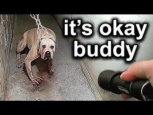 When Cops RESCUE Pets From Evil People