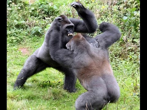 Gorilla Vs Gorilla